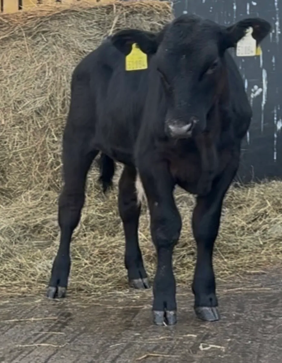 11 AI bred bulls 5-6 months old - Image 3