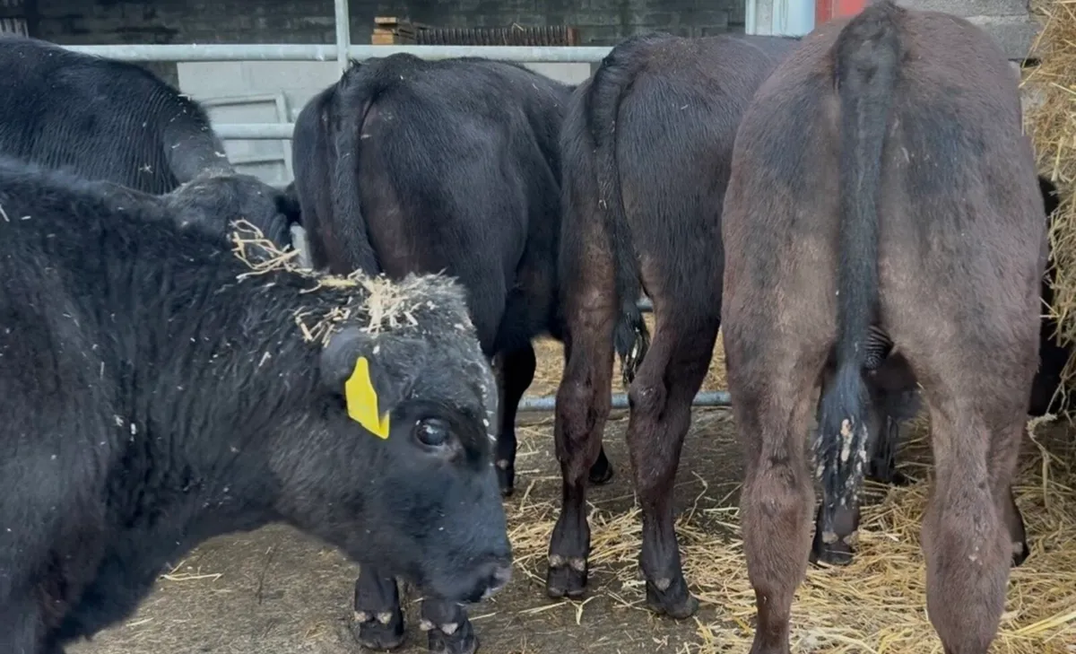 11 AI bred bulls 5-6 months old - Image 4