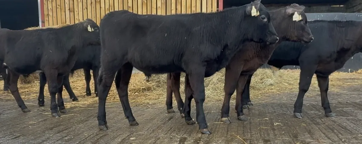 22 bull runners - Image 1