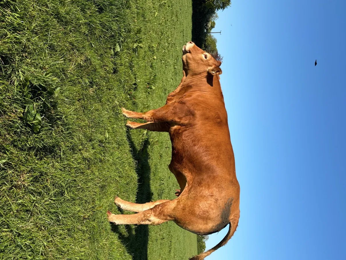 Incalf Heifers - Image 2
