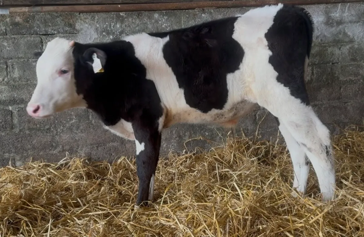 6 bull runners - Image 2