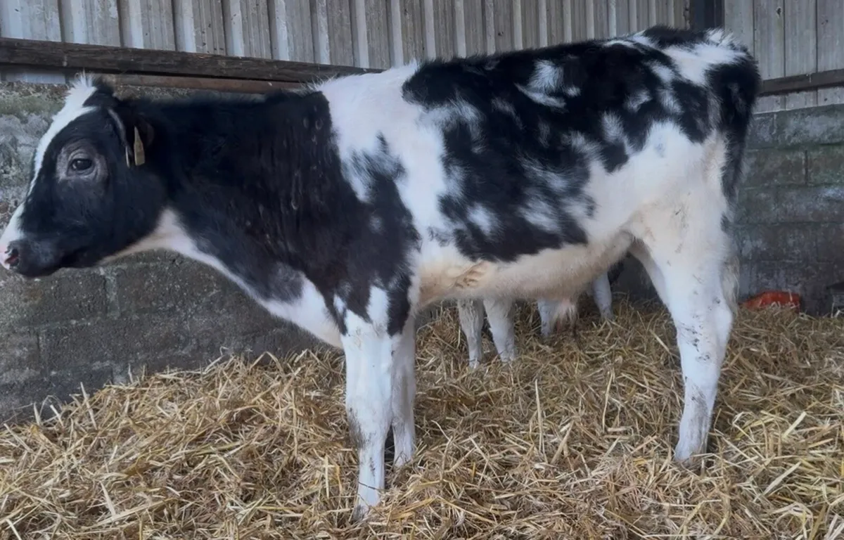 6 bull runners - Image 3