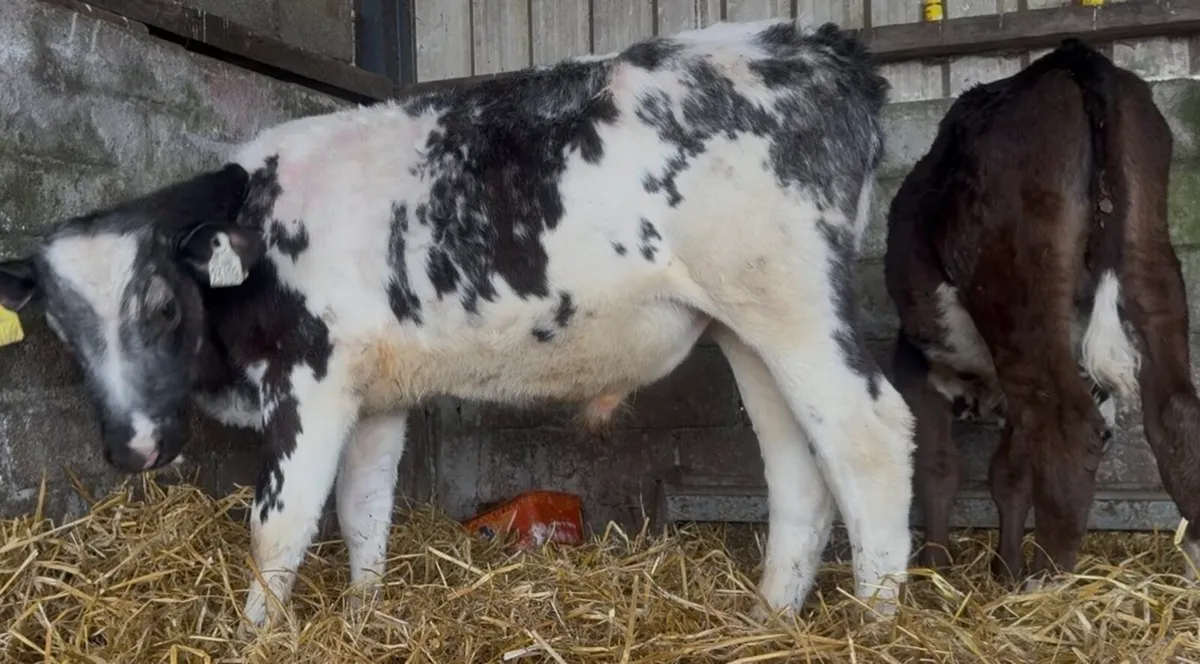 6 bull runners - Image 4