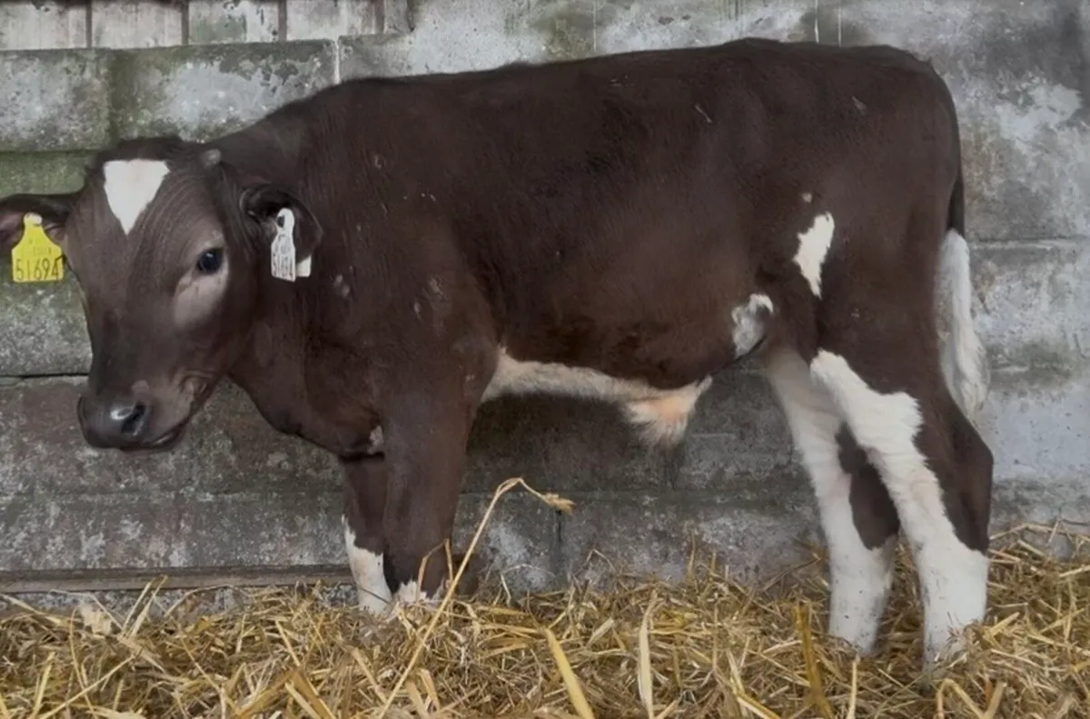 6 bull runners - Image 1