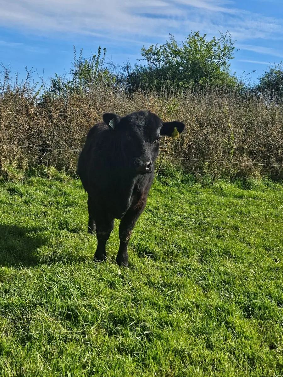 Angus bulls - Image 2