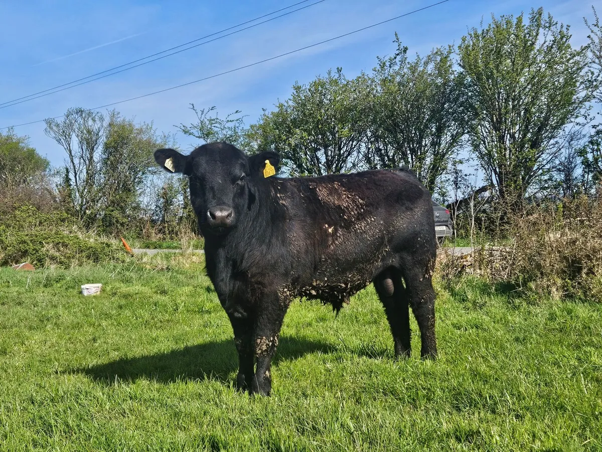 Angus bulls - Image 1