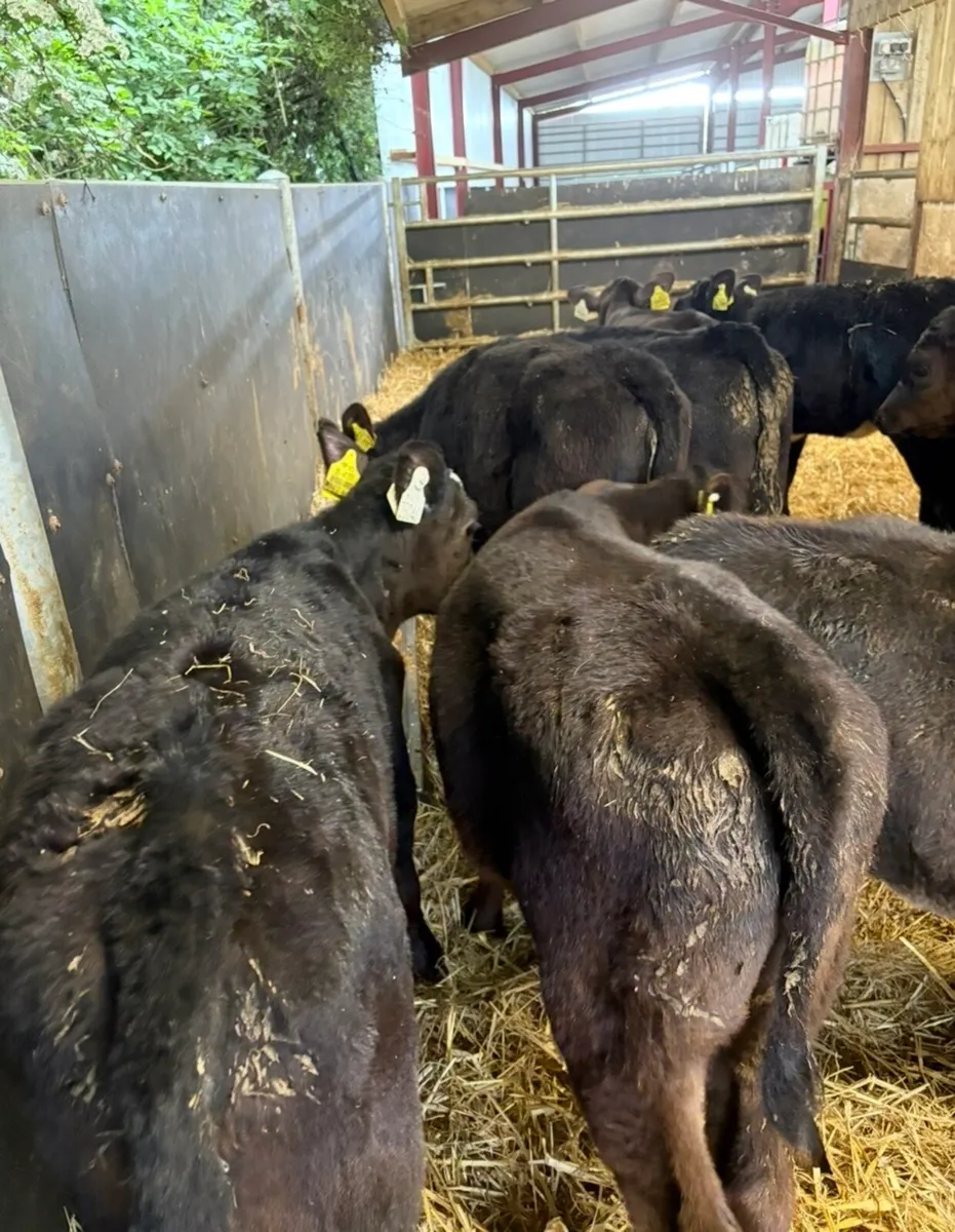 14 reared Angus heifers🔥 - Image 4