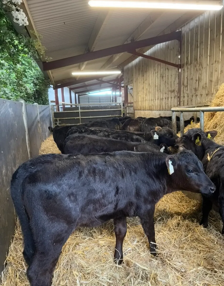 14 reared Angus heifers🔥 - Image 1