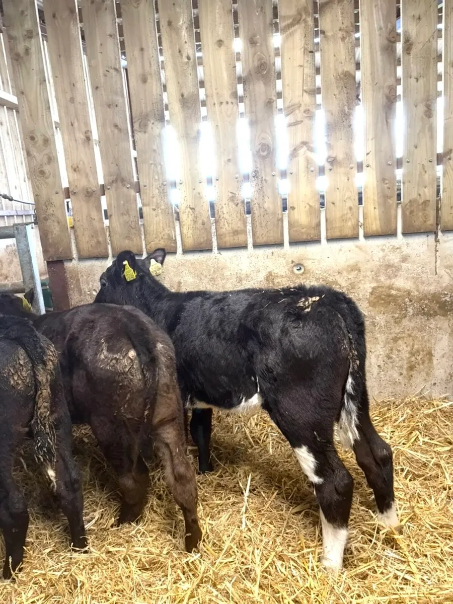 14 reared Angus heifers🔥 - Image 2