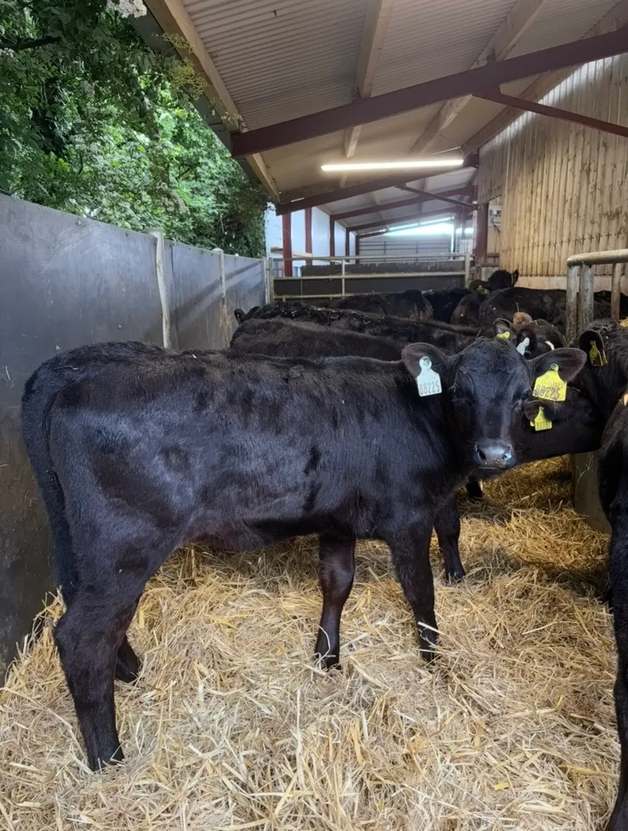 14 reared Angus heifers🔥 - Image 3