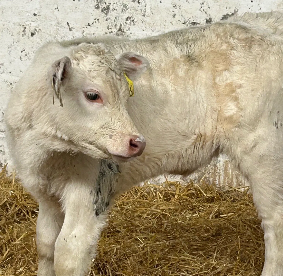 SERIOUS SUCKLER BRED CH HEIFER CALF - Image 1