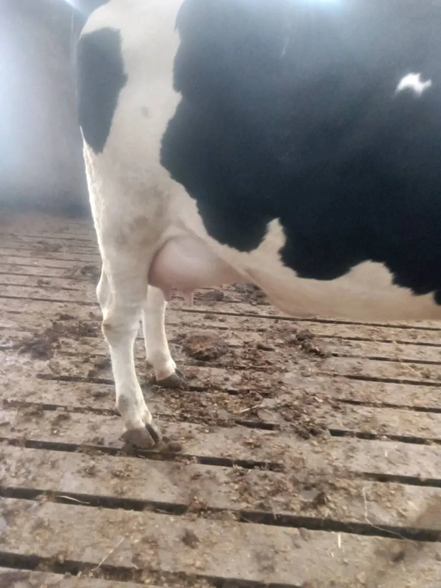 Freshly calved heifer - Image 1