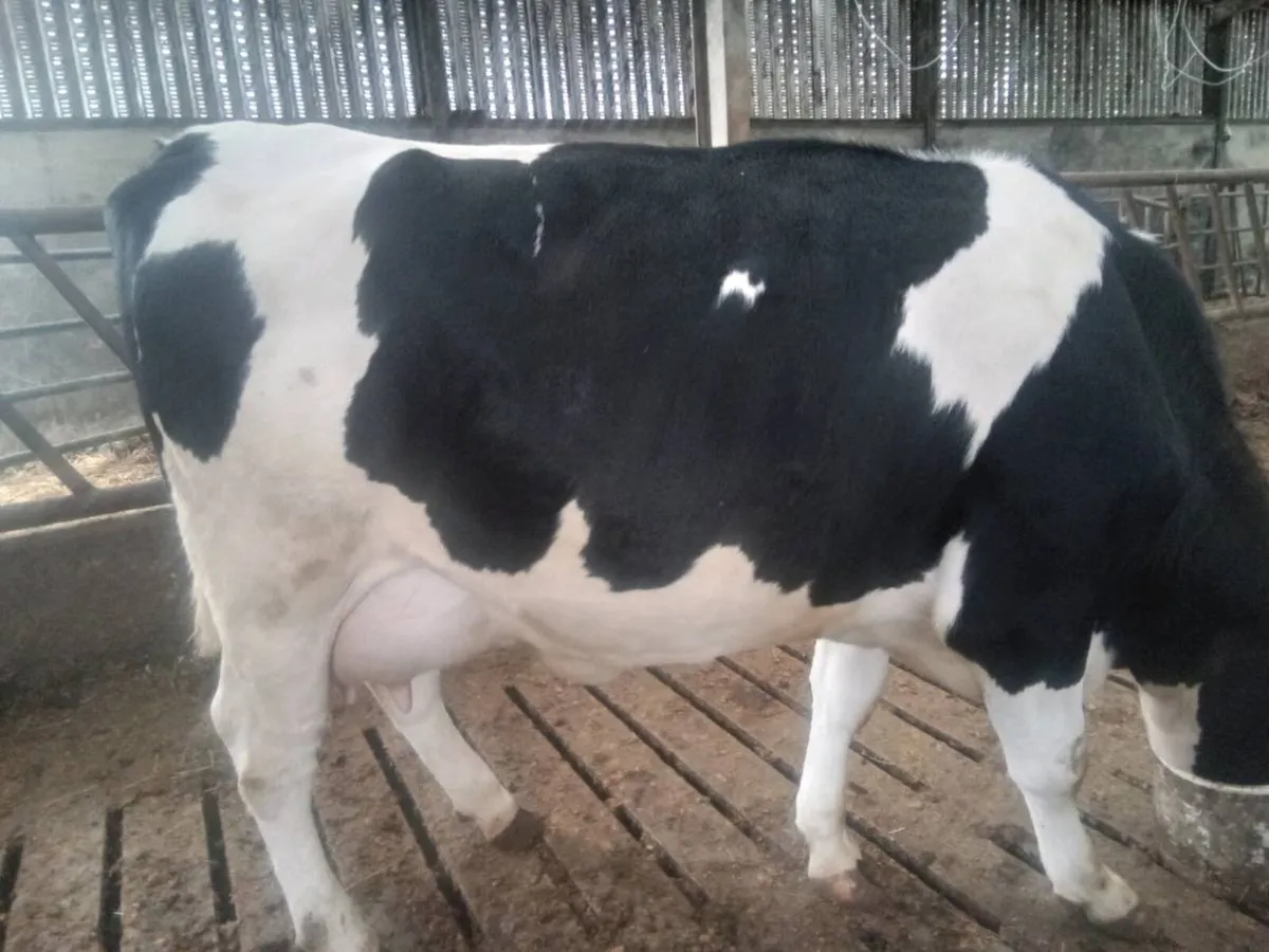 Freshly calved heifer - Image 3