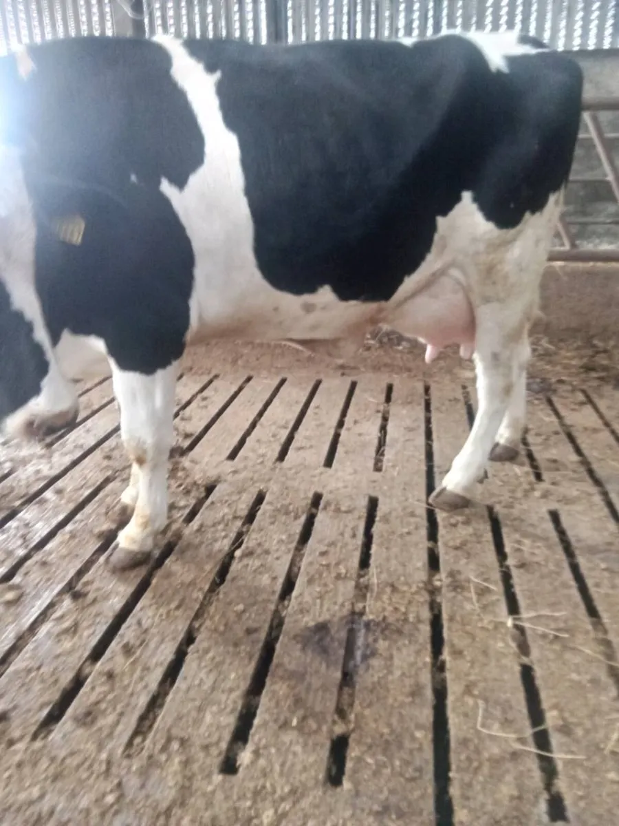 Freshly calved heifer - Image 4