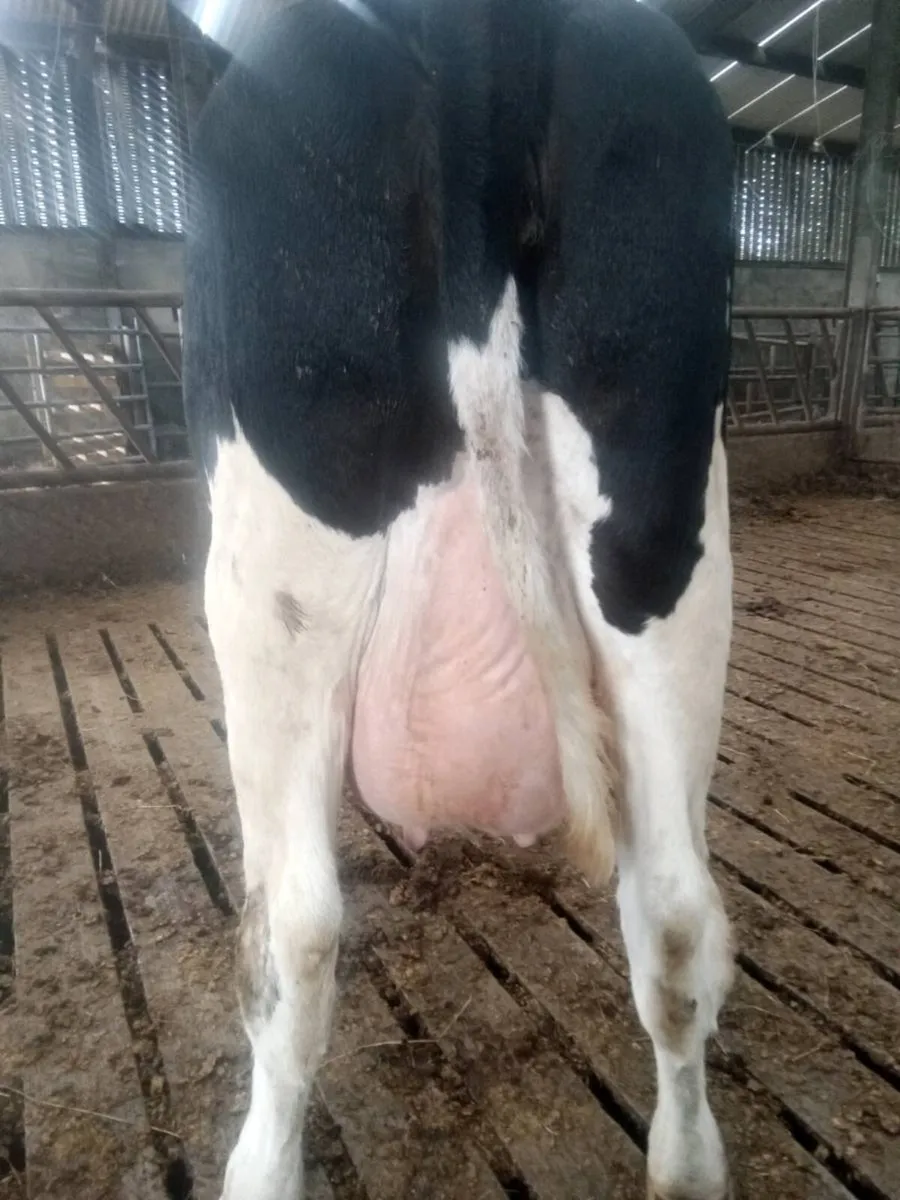 Freshly calved heifer - Image 2