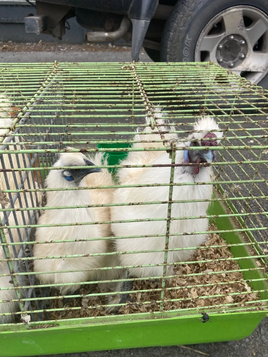 Silkie bantams - Image 2