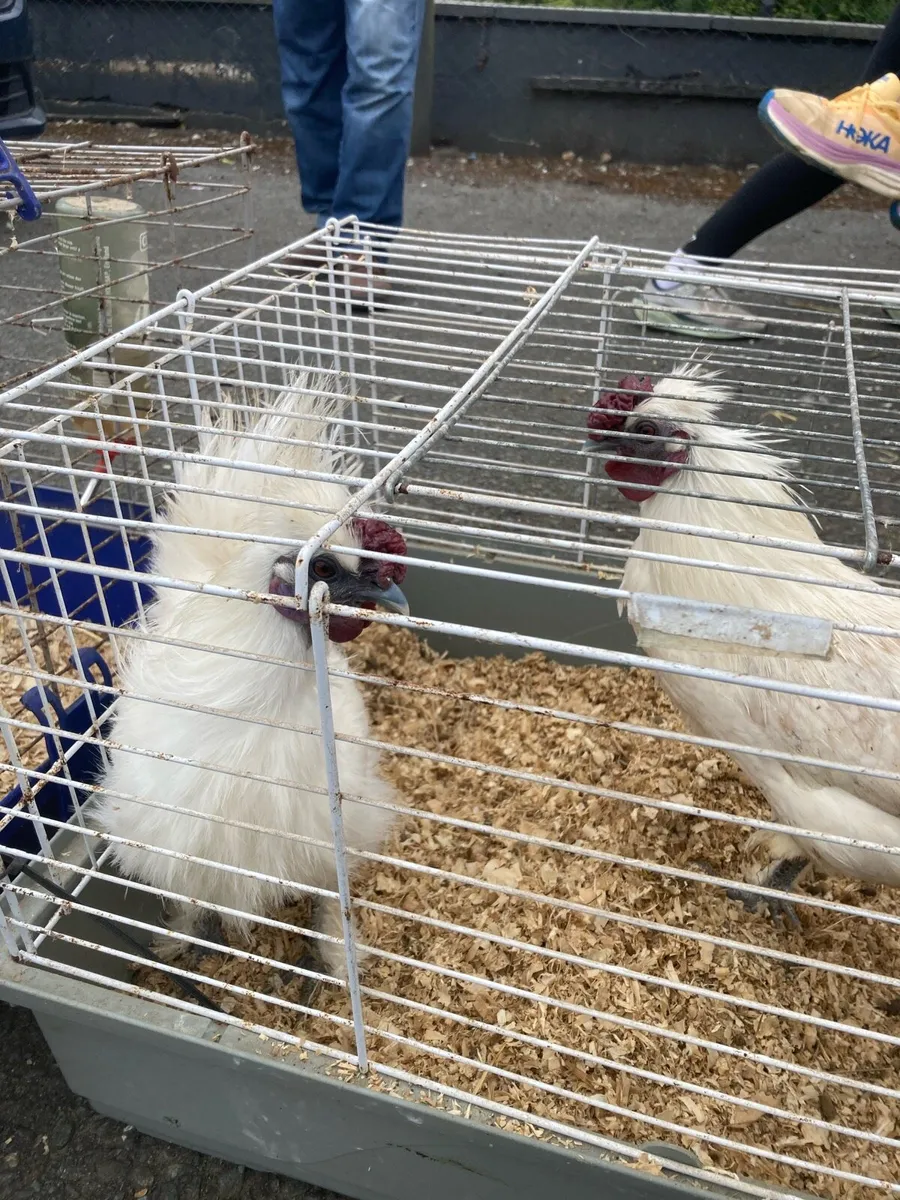 Silkie bantams - Image 3