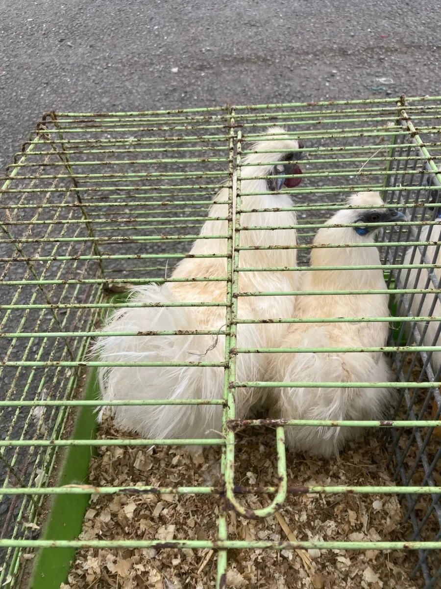 Silkie bantams - Image 1