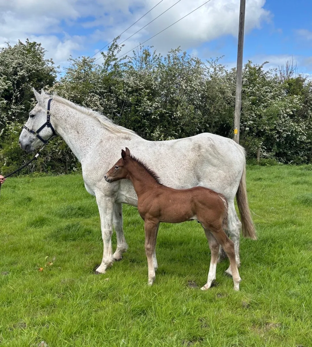 RID mare and foal - Image 1