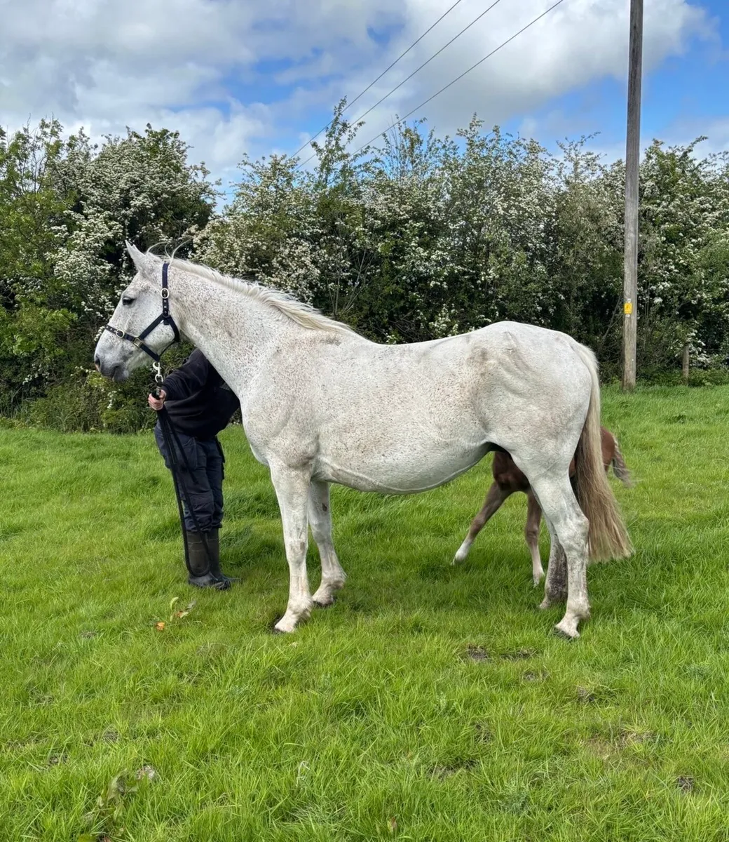 RID mare and foal - Image 2
