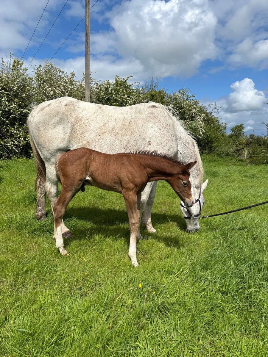 RID mare and foal - Image 3