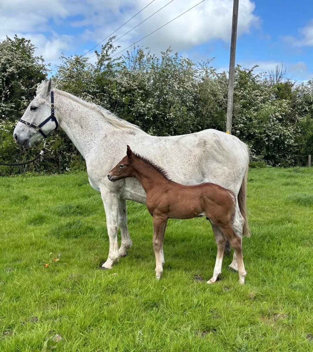 RID mare and foal - Image 4