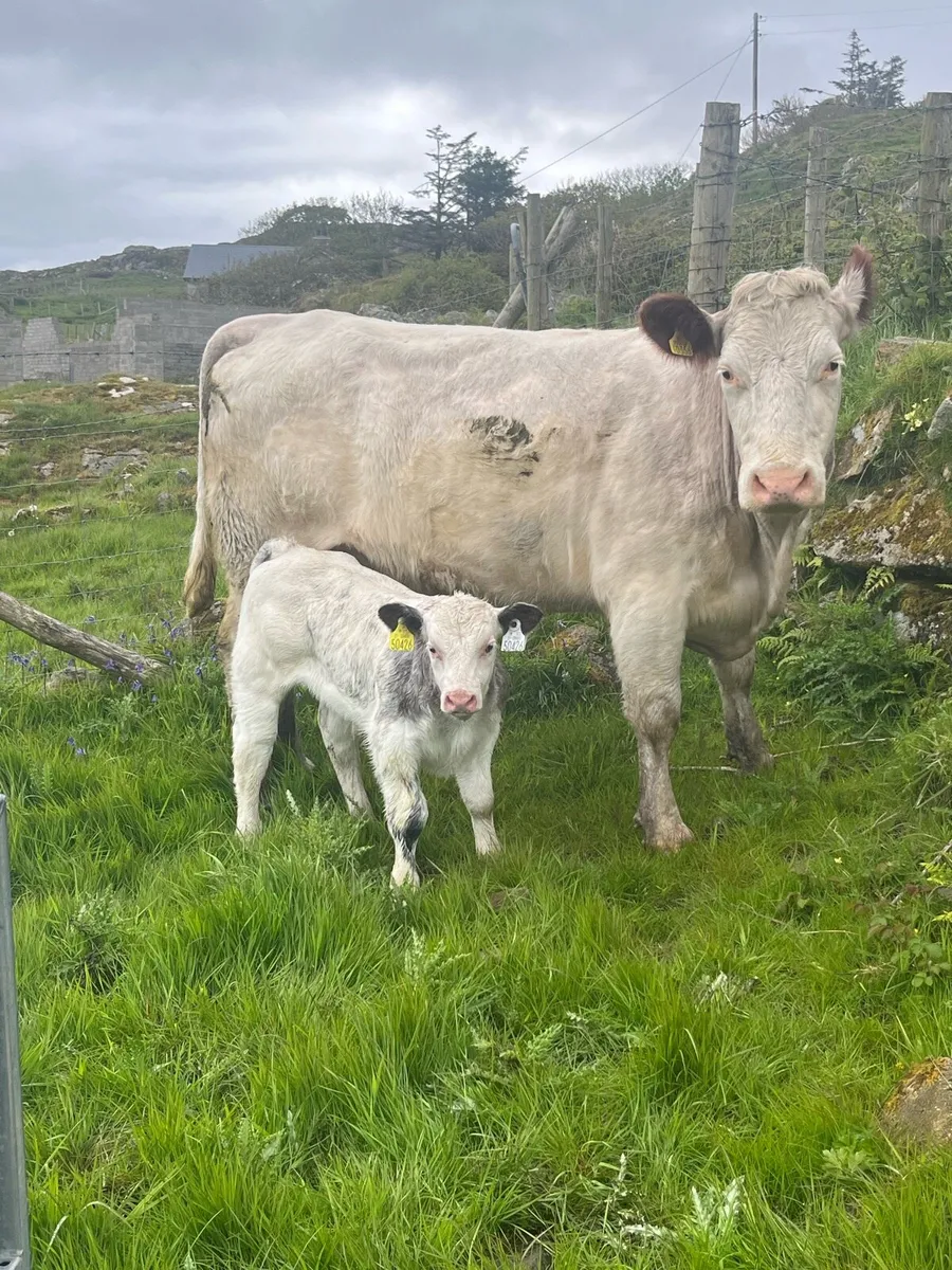 Cow and calf for Milford mart Wednesday may 20th - Image 3