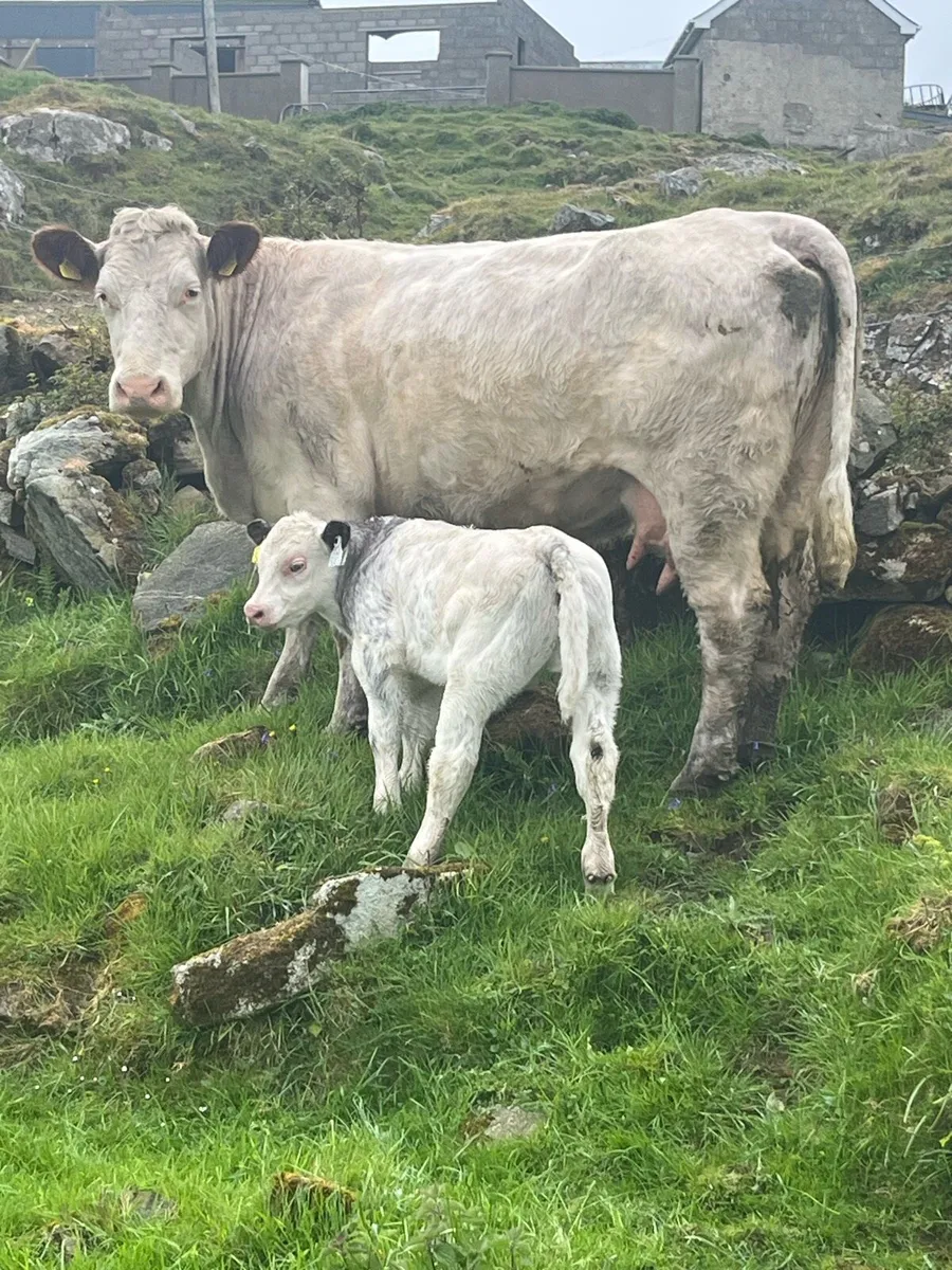 Cow and calf for Milford mart Wednesday may 20th - Image 4