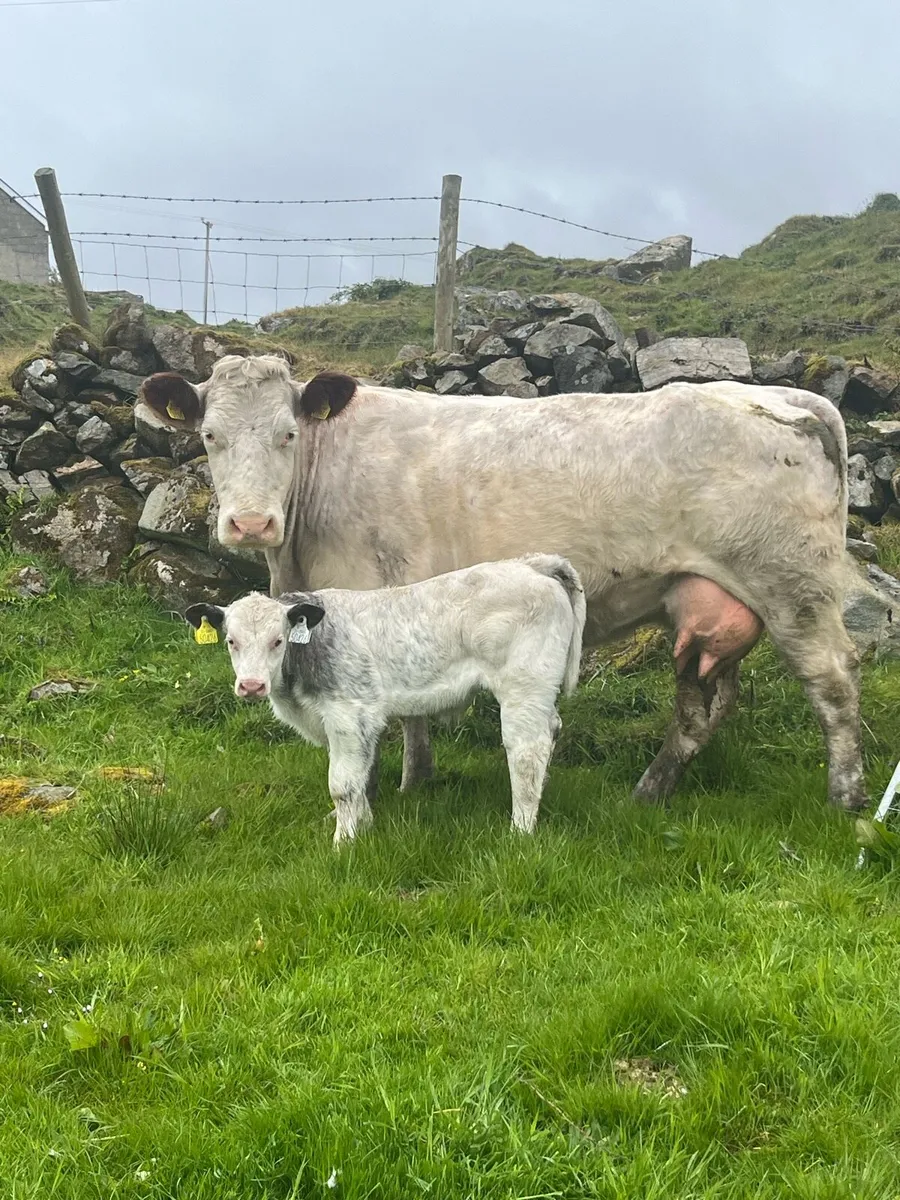 Cow and calf for Milford mart Wednesday may 20th - Image 1