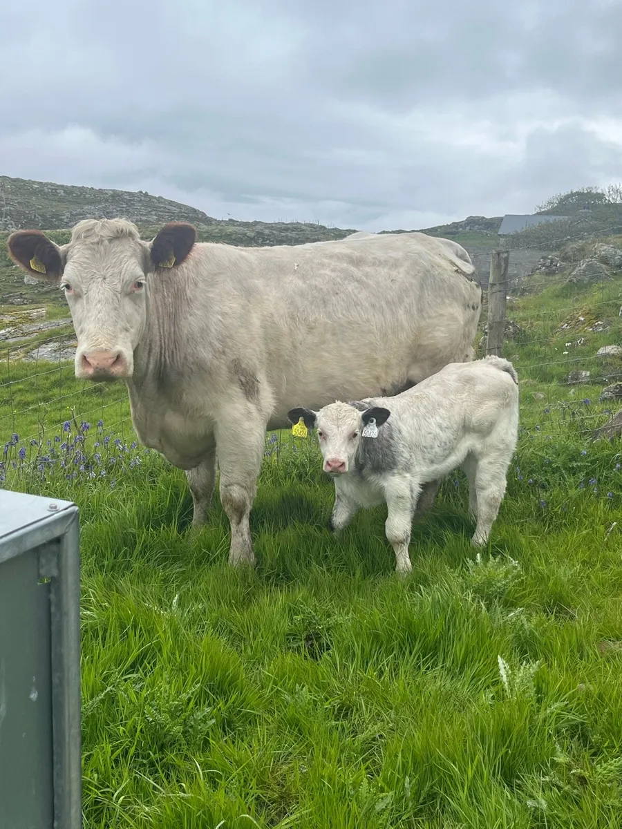 Cow and calf for Milford mart Wednesday may 20th - Image 2