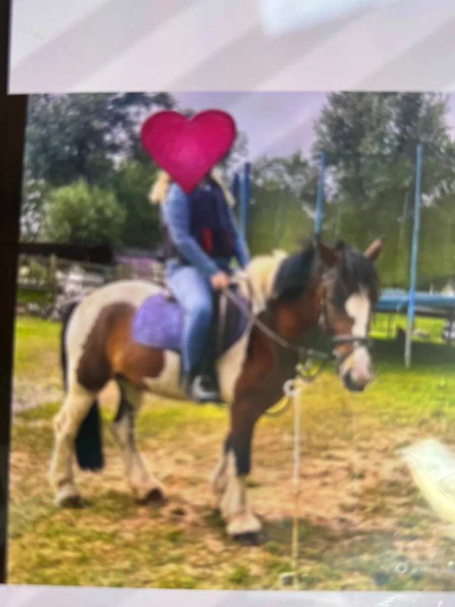 Pony - Image 4