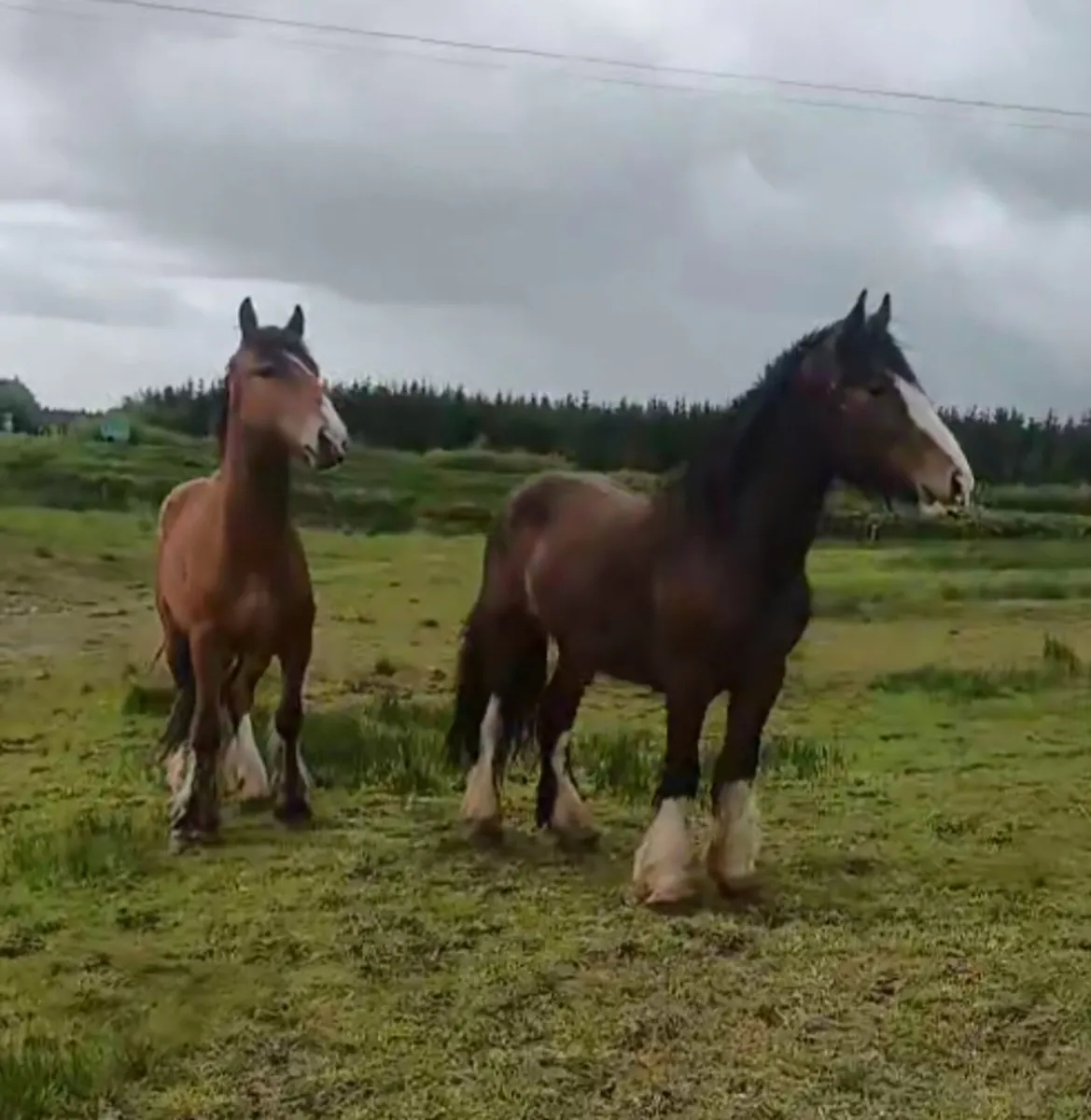 2 cracking colts - Image 1