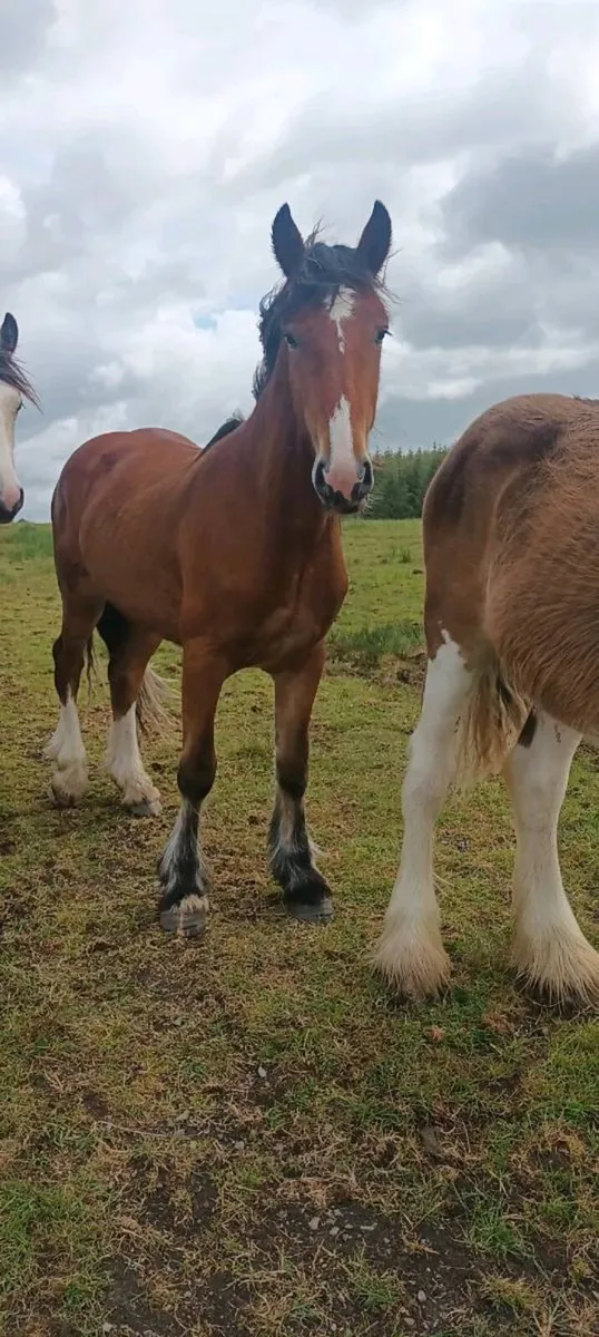 2 cracking colts - Image 2