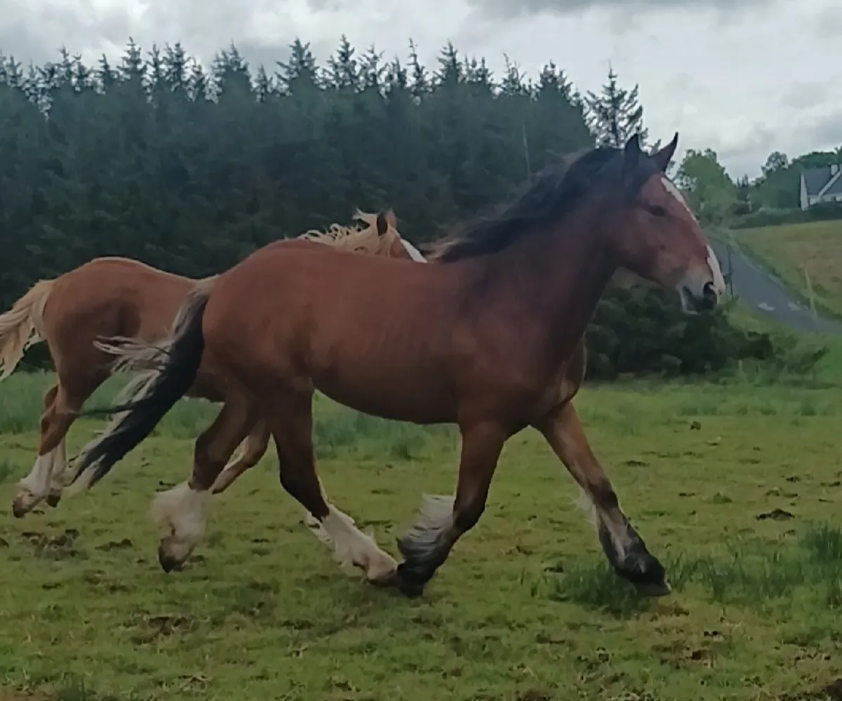 2 cracking colts - Image 3