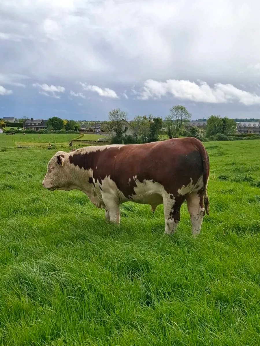 Pbr pedigree hereford bull - Image 2