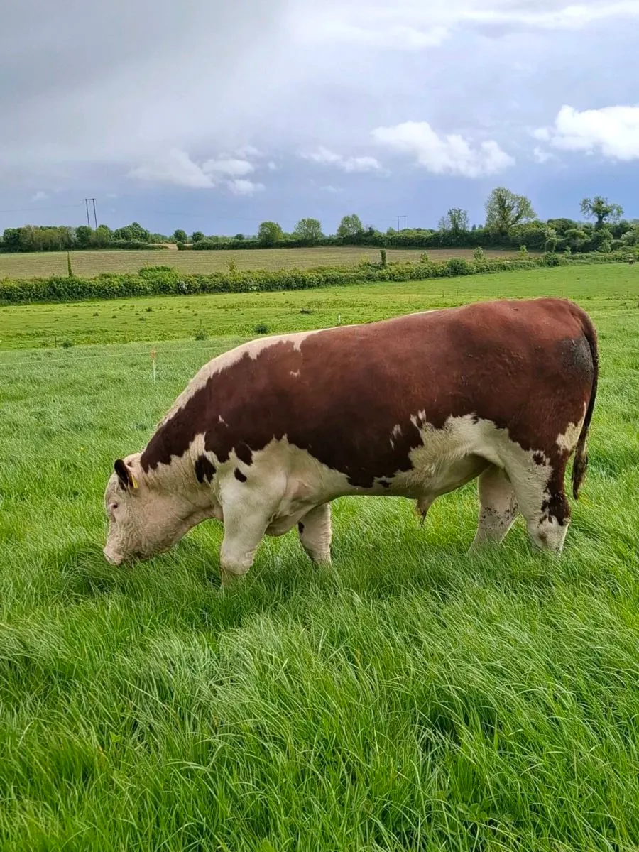 Pbr pedigree hereford bull - Image 3