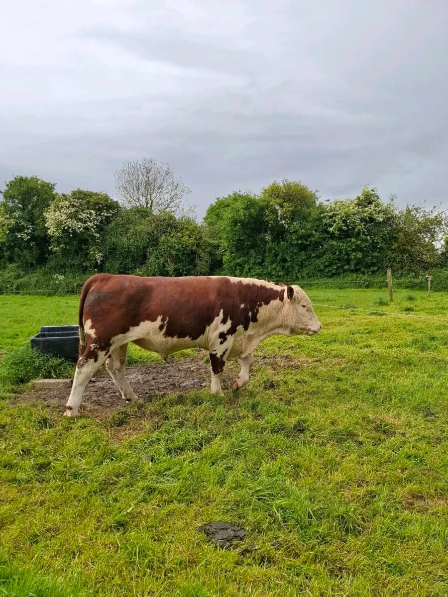 Pbr pedigree hereford bull - Image 4
