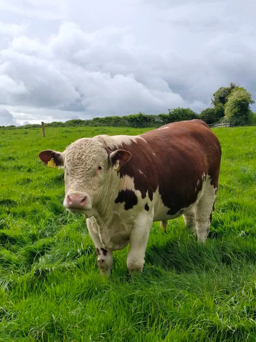 Pbr pedigree hereford bull - Image 1