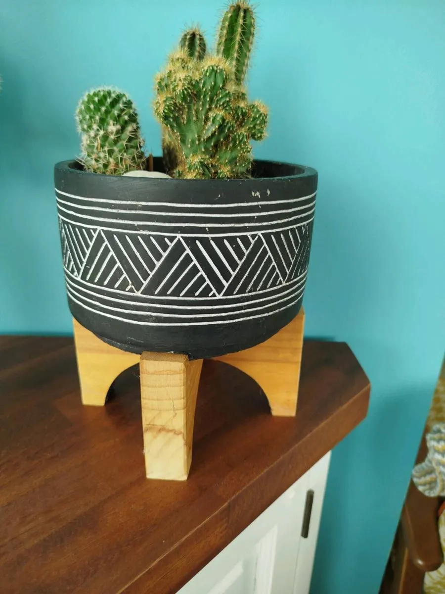 Indoor plants - Image 1