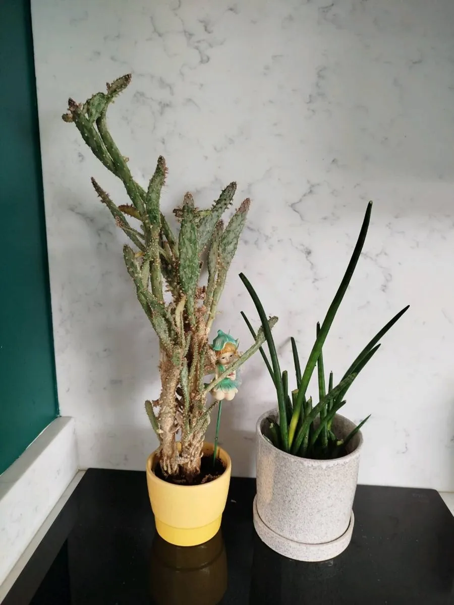 Indoor plants - Image 2