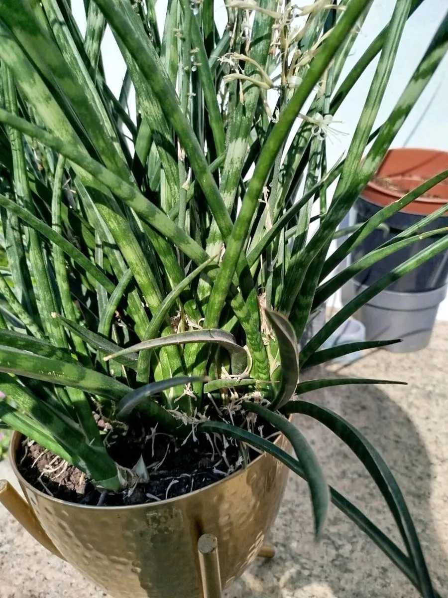 Indoor plants - Image 4