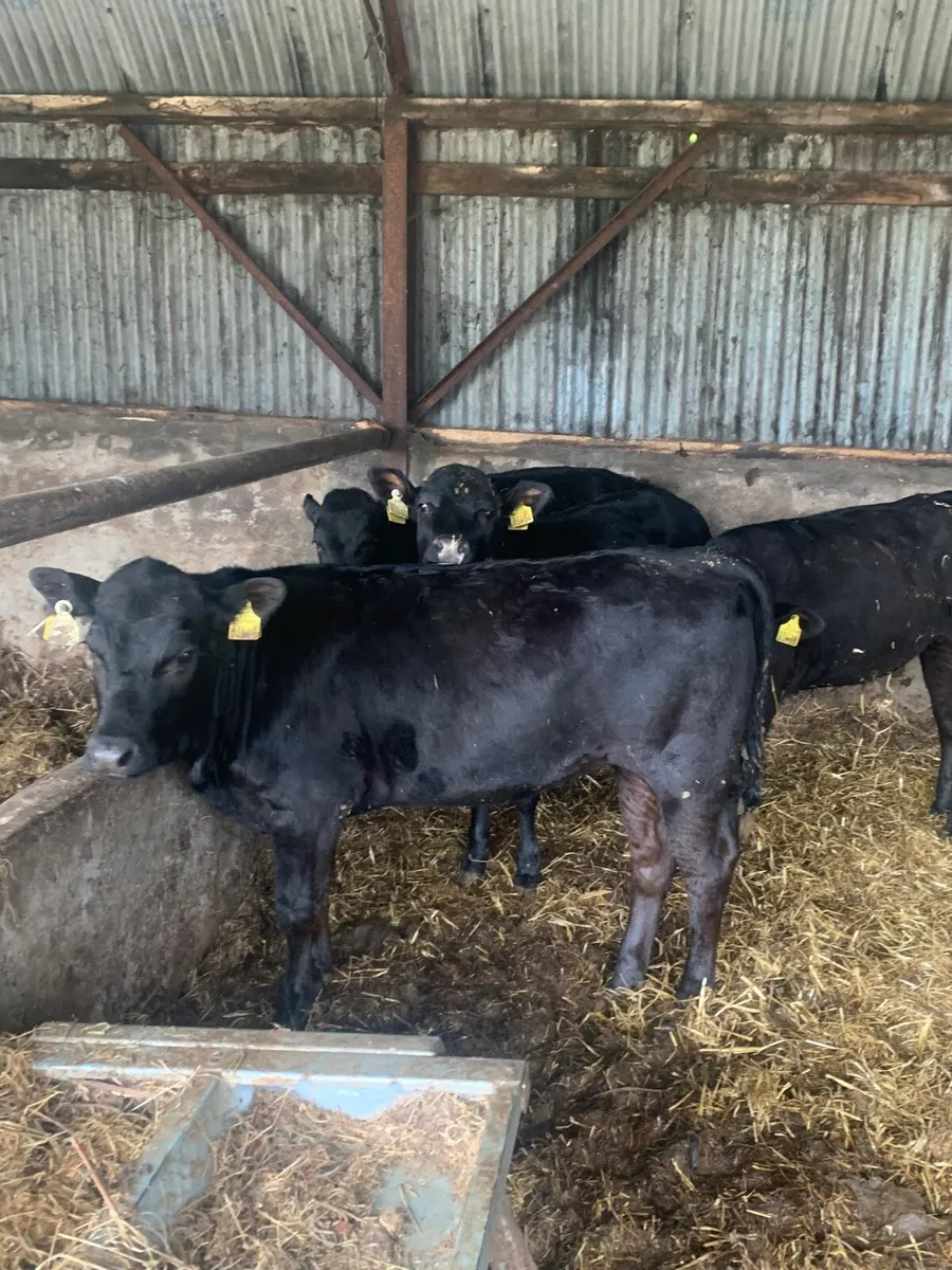 4 Lovely Quality Yearling Heifers for sale - Image 3