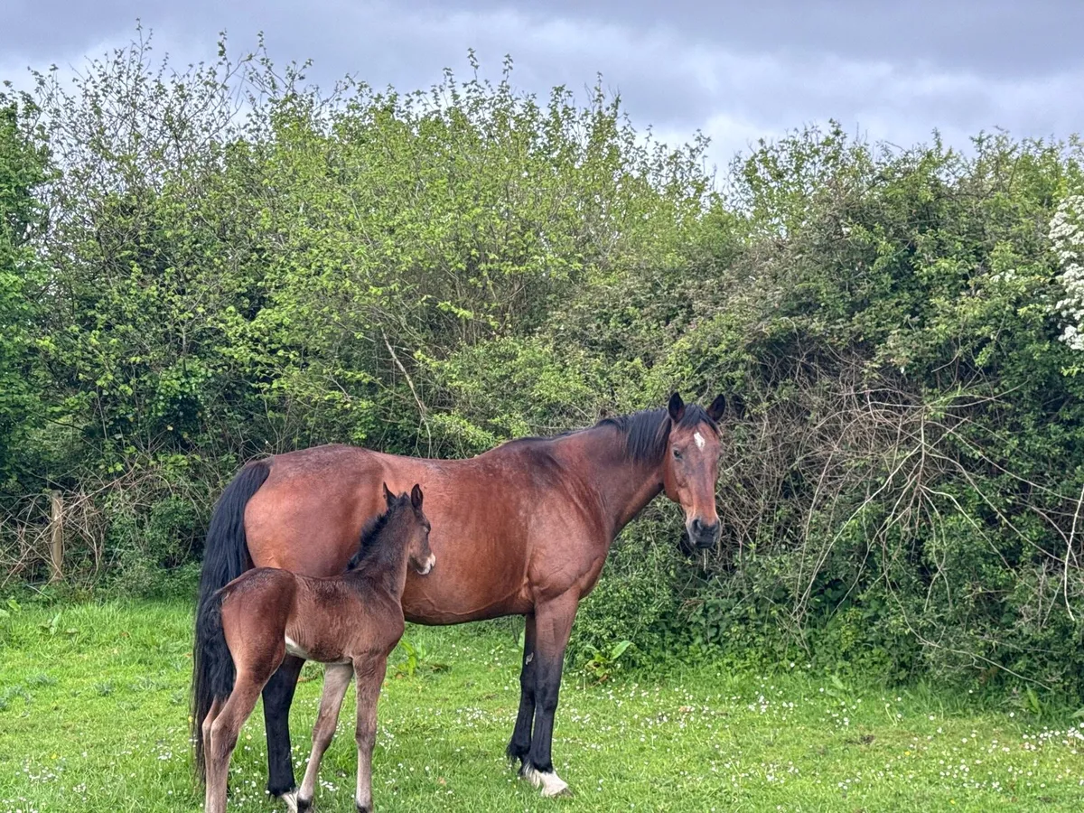 Puissance cruising brood mare - Image 3
