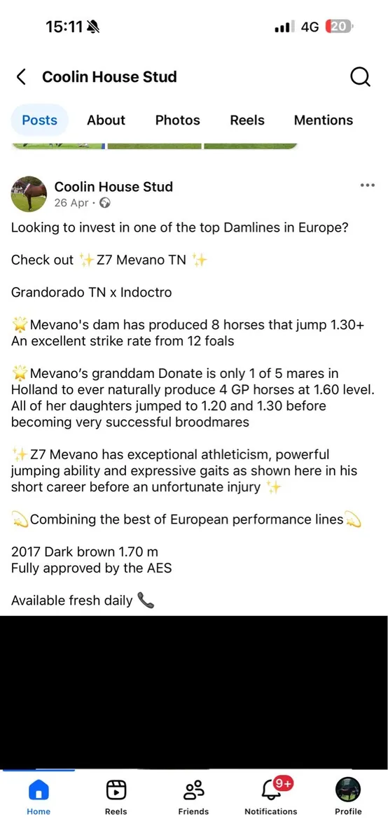 Puissance cruising brood mare - Image 2