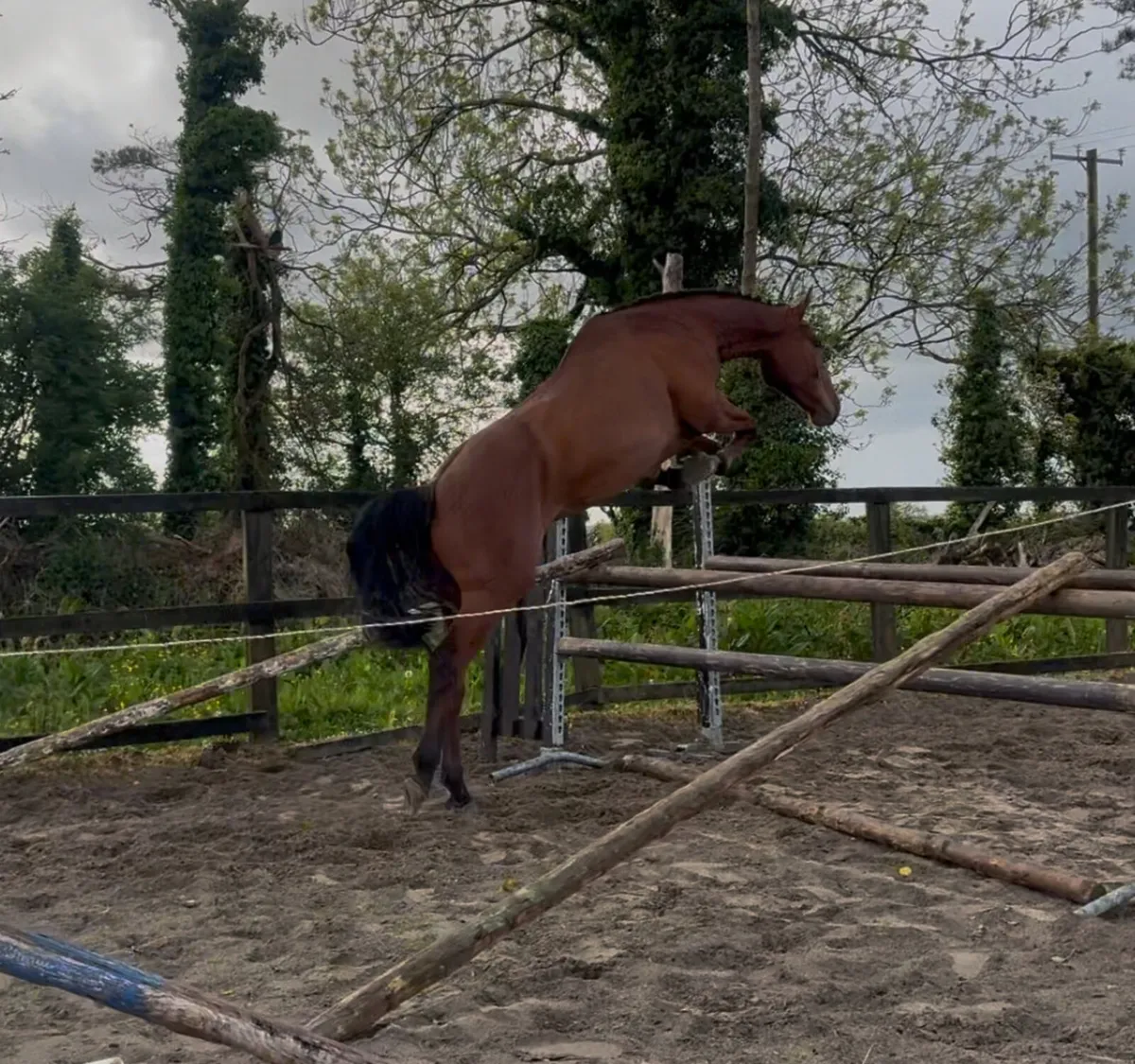 ☘️☘️ Quality 3yo Gelding ☘️☘️ - Image 1