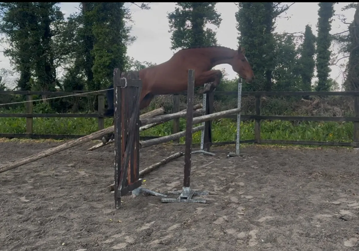 ☘️☘️ Quality 3yo Gelding ☘️☘️ - Image 2
