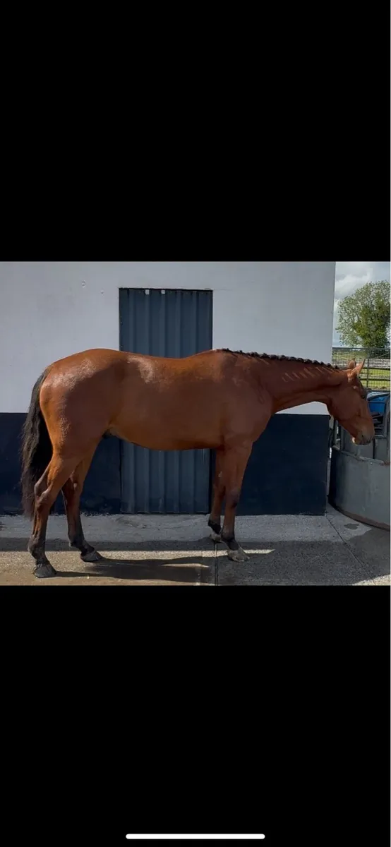 ☘️☘️ Quality 3yo Gelding ☘️☘️ - Image 3