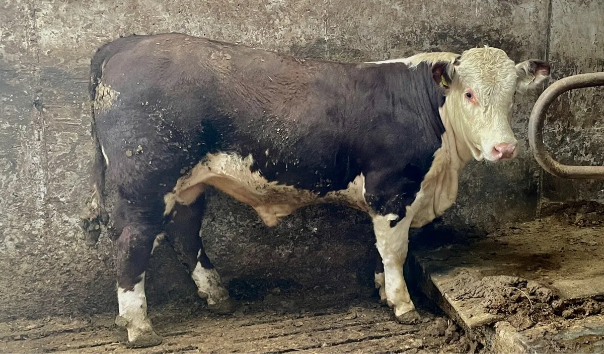 Hereford Bull - Image 1
