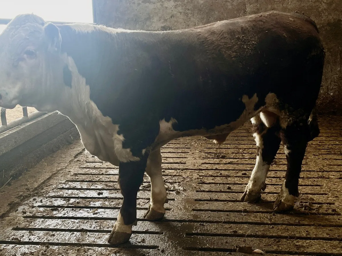 Hereford Bull - Image 2