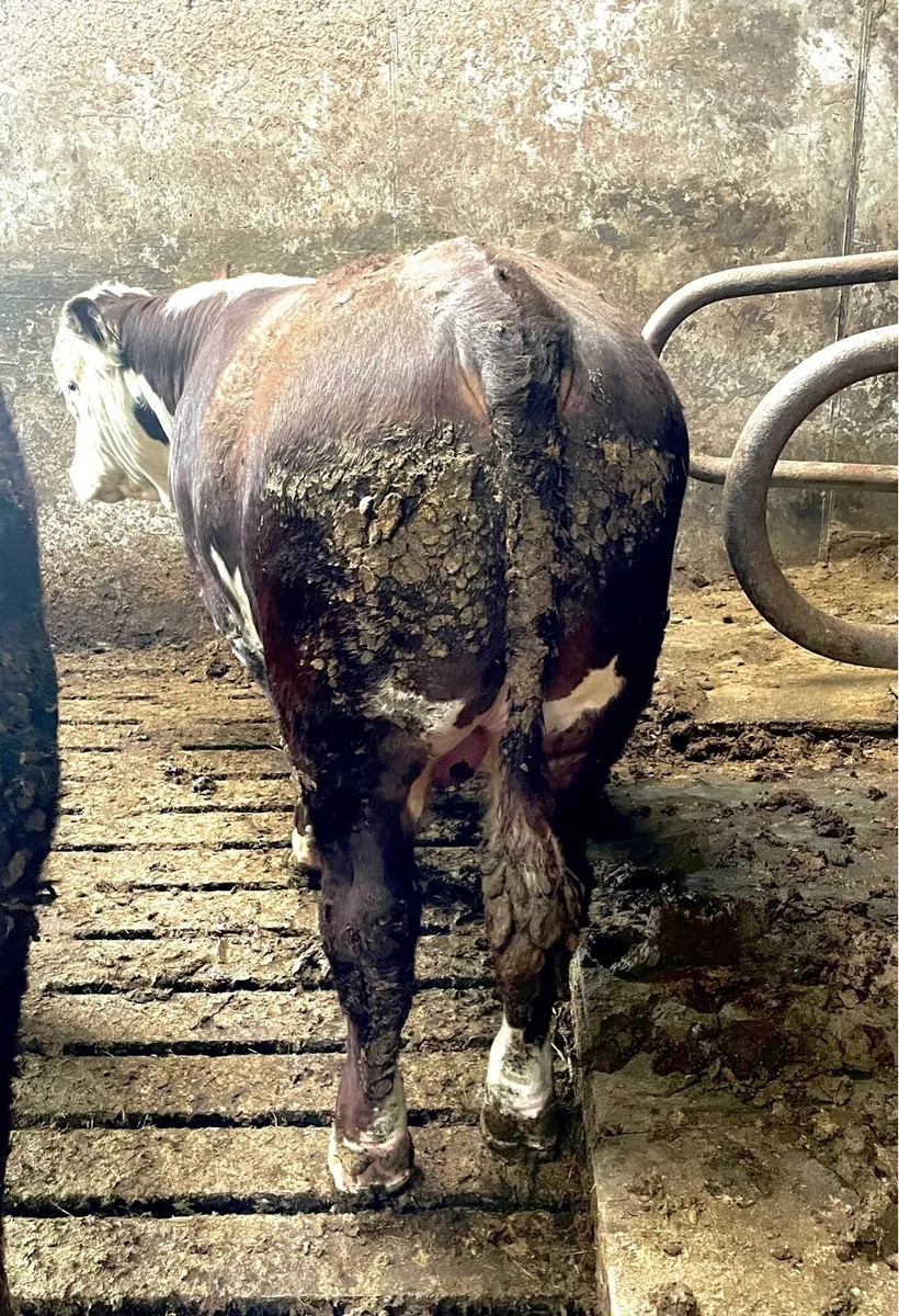 Hereford Bull - Image 3
